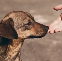 27 de julio: ¿Por qué es el Día Internacional del Perro Callejero?