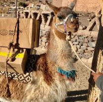 La llama cadete: la ingeniosa manera de Mercado Libre para llegar a un pueblo salte&ntilde;o