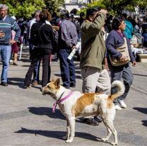 Lanzan una campa&ntilde;a para evitar el abandono de mascotas durante El Milagro