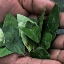 Beneficios de la hoja de coca que nadie conocía: ayuda a la depresión, diabetes, caries y más