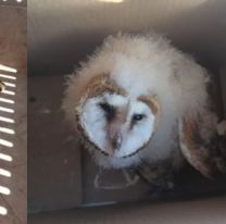 Héroes de la Policía de Salta: Rescate y Esperanza para animales heridos y perdidos