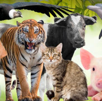 Día de los Animales: ¿por qué se celebra hoy, miércoles 4 de octubre?