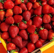 El insólito concurso en Salta: premiarán a quién coma más frutillas