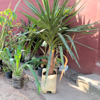 Salteña realizó una importante donación de plantas y árboles para embellecer la plaza San Martín