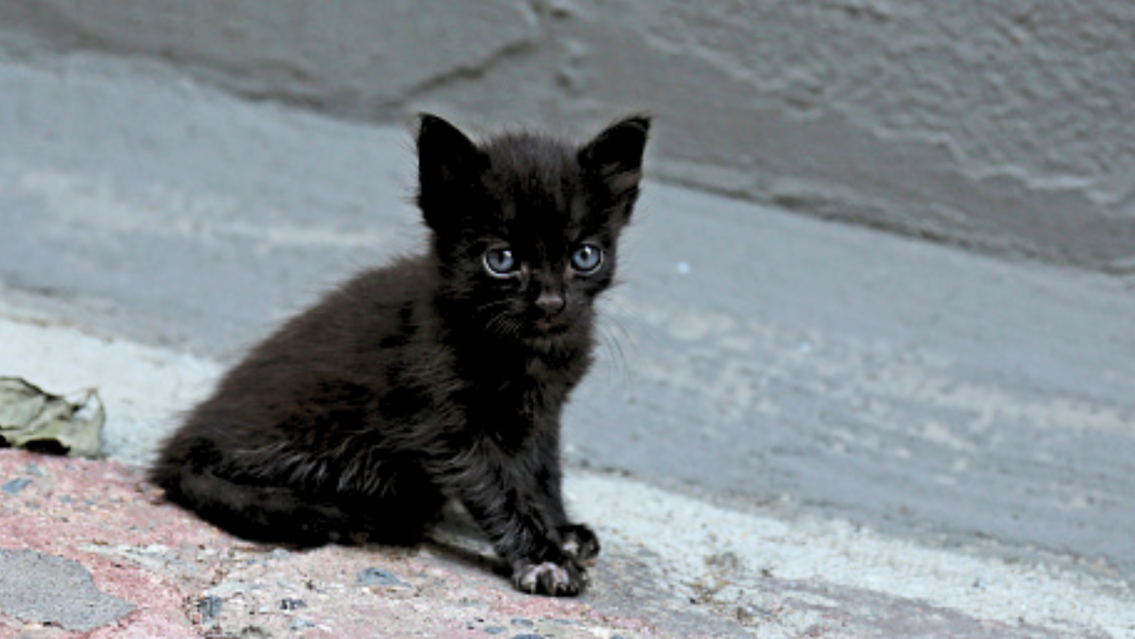Proteccionistas salteños piden no dar en adopción a gatitos negros y blancos por Halloween