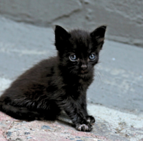 Proteccionistas salteños piden no dar en adopción a gatitos negros y blancos por Halloween