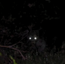 Una mujer gaucha dice que mandinga se la quer&iacute;a llevar