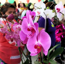 Se viene la exposición de Orquídeas, Bromelias y Cactus en la Usina Cultural