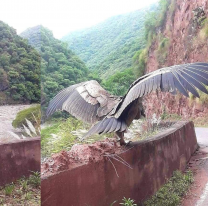 Encuentro único en la Ruta 33: familia inmortalizó el asombroso encuentro con un cóndor pichón