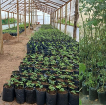 Reforestar&aacute;n las &aacute;reas arrasadas por el fuego en el cerro 20 de Febrero