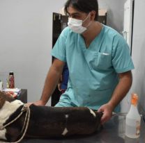 Hoy el Hospital Municipal de Salud Animal atender&aacute; emergencias