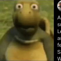 Se le escap&oacute; la tortuga y el operativo vecinal para encontrarla estall&oacute; las redes: "Se llama Flash"