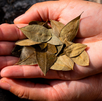 Día del Acullico: una expresión de la tradición ancestral que se celebra en gran parte de Latinoamérica