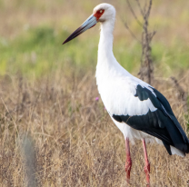 ¡Sorpresa en el Parque Bicentenario! Aparecío una cigüeña americana y deslumbró a todos
