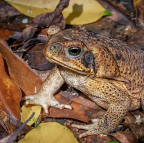 Se viene el "avistaje de sapos'' en el Parque Bicentenario
