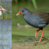 Luego de la cigüeña americana, otros "ejemplares exóticos" visitaron el Parque Bicentenario
