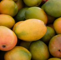 Salteño regala mangos si alguien lo ayuda a cosecharlos: "No hay quien los levante"