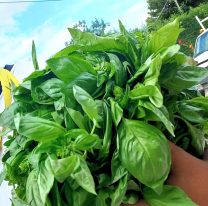 En qué oreja se coloca la albahaca según el estado civil en Carnaval