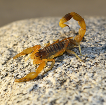 Recolectan de alacranes vivos en Orán para elaboración de antídoto
