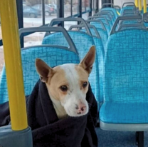 Salte&ntilde;os piden que las mascotas de compa&ntilde;&iacute;a puedan viajar en colectivo