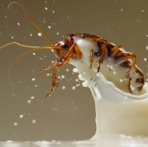Científicos descubrieron que la leche de cucaracha, es el "superalimento" del futuro