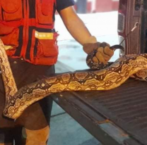 Salte&ntilde;o ten&iacute;a una yarar&aacute; en su casa y los bomberos lograron rescatarla