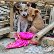 Día Internacional de los Animales Callejeros: ¿Por qué se celebra el 4 de abril?