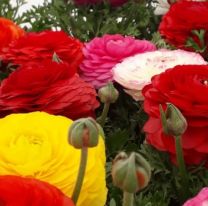 Se acerca la 4° Edición de Expo-Feria Flora Insólita en el Mercado Artesanal