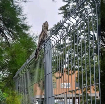 Apareció el ave fantasma "Kakuy o Urutaú" y piden a los vecinos no hondear, apedrear ni hacerle daño
