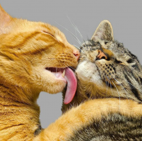 Se acerca la "Michi Fest", el primer evento temático sobre gatos en Salta