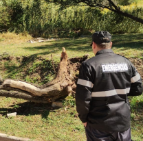 Varias zonas se vieron afectadas por el viento zonda: arboles y postes caídos