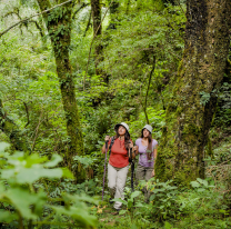 El Norte Argentino propondrá a las Yungas como patrimonio mundial