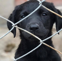 El frío afecta a los más vulnerables: perritos del refugio necesitan urgentemente un hogar cálido