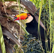 La ciudad de la miel impone importantes multas a los cazadores de tucanes