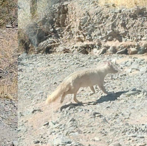 Apareció un zorro albino en el Paraje Escalchi