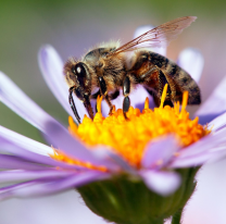 Día Mundial de las Abejas: 10 datos que seguramente no conocías de estos insectos maravillosos