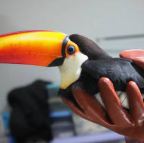 Le quebraron un ala a un tucán y fue internado en Orán