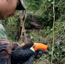 La División Rural y Ambiental de Tartagal, rescató un Tucán