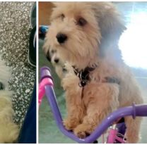 Salte&ntilde;a ofrece un mill&oacute;n de pesos a la persona que le devuelva a su perrita