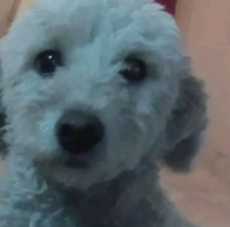 Ofrecen recompensa por "Olivia" una perrita extraviada