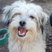 M&aacute;s de 90 perritos buscan ser adoptados en Salta