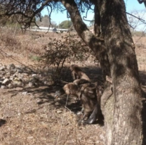 Un C&oacute;ndor Andino apareci&oacute; en el Enc&oacute;n Grande y fue capturado para ser llevado a una reserva