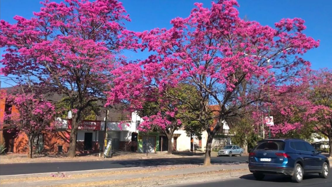 Advierten que la primavera en Salta será más calurosa de lo normal este año