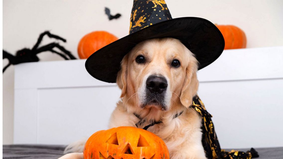 Este sábado: Halloween para perros con disfraces y premios en Salta