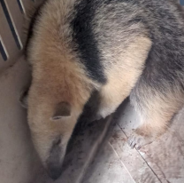 Polic&iacute;a de Salta rescata a un oso melero en General G&uuml;emes tras alerta de vecinos en Paraje Torzalito