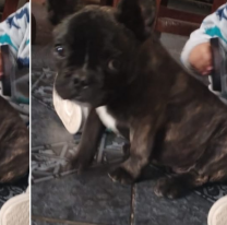 Perrito desapareci&oacute; y sus due&ntilde;os ofrecen $100.000 como recompensa