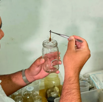 Se enviaron desde Salta m&aacute;s de 100 alacranes al Instituto Malbr&aacute;n