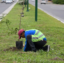 Plantaron 80 árboles en una de las avenidas más transitadas de la ciudad