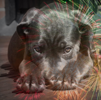 Te contamos como cuidar a las mascotas de los cohetes este fin de año