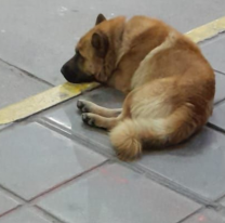 Abandonaron a un perrito en el aeropuerto de Salta y piden que alguien lo adopte